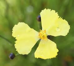 Image result for Xyris anceps