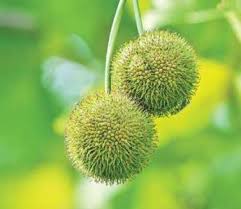 Image result for Neoschumannia