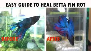 Treating Fin Rot Nice Betta Thailand Co Ltd