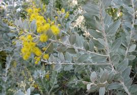 Jun 19, 2021 · also known regionally as california red fir, shasta fir, or silvertip, the red fir gets its principal common name because the bark turns dark red as it matures. 10 Great Small Trees For San Diego Gardens The San Diego Union Tribune