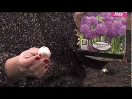 These ornamental onions are bold and architectural, with large rounded heads of usually purple flowers, followed by attractive seedheads. How To Plant Allium Bulbs Youtube