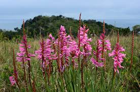 Image result for Hunteria densiflora