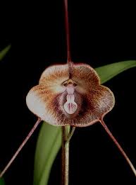 Dracula kareniae | Orchids Wiki | Fandom