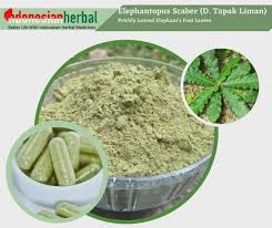 Image result for Elephantopus scaber