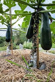 How To Plant And Grow Zucchini Guide To A Bountiful Harvest Vegetable Garden Design Growing Vegetables Vegetable Garden Diy
