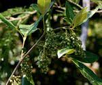 Image result for Searsia tomentosa