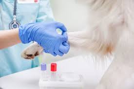 Why Yearly Lab Work for Pets is Important | Advanced Animal Care