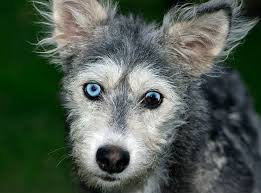 I think both the geology and the zoology cannot fail to be very interesting. The Galapagos Islands Galapagos Whale Shark Project