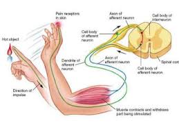 Golson Science Center Neurons Sensory Nerves Physiology