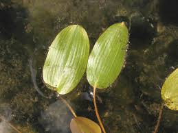 Image result for Potamogeton