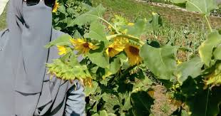 Bisa jadi dua jenis bunga berbeda memiliki nama yang sama di wilayah yang berbeda. Pesona Taman Bunga Matahari Tambah Deretan Spot Selfie Aceh Besar