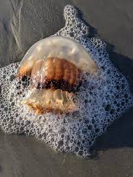 We did not find results for: Cannonball Jellyfish Department Of Natural Resources Division