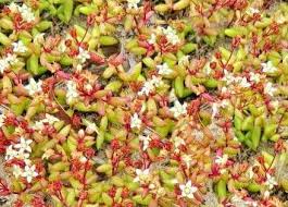 Image result for Crassula expansa