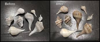 To start, soak your shell in bleach for a day.then, pick off any barnacles and polish if you want to clean a seashell, it's better to scrub with vinegar than it is to allow the seashell to soak. Seashell Restoration Bring Back The Color Best Kayak Accessories