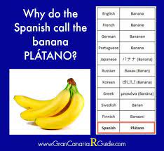 How to say banana puerto rico in spanish? Platano Canario Why Is A Banana A Platano In Spanish Therguide Com