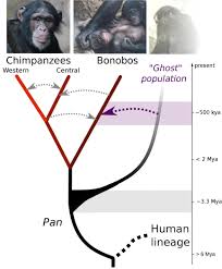 The Ghost Ape In Bonobos Nature Research Ecology Evolution Community Bonobos Nature Research Bonobo