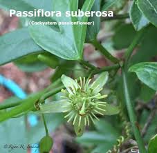 Image result for Passiflora suberosa