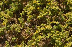 Image result for Zygophyllum simplex