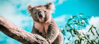 Being marsupials, they are actually more closely related to kangaroos and wombats! 37 Astounding Koala Facts And Trivia Fact Retriever