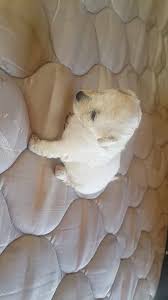 0534 467 6979 Toy Poodle Yavrusu Mama Pet Malzeme Kampanyali Her Ile Teslim 24 Saat Icinde Turkiyenin Her Yerine Teslim Teslim Edilmek Dog Cat Loveable Pets