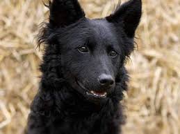 Mudi puppies for sale california. Pumi Price Temperament Life Span