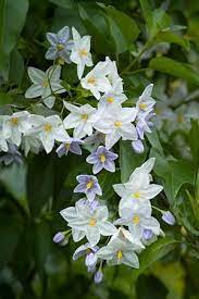 Brazil, ecuador, paraguay shrubby climber to 15 feet or more. Solanum Jasminoides Alba Plants Flower Garden White Gardens