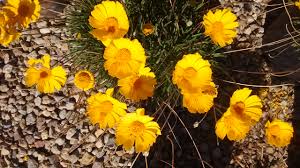 Image result for Alvesia cylindricalyx