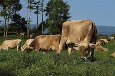 What's the Buzz with Grazing?