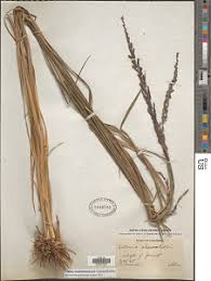 Image result for Cheilanthes schimperi