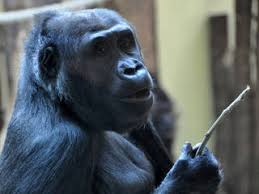 Dieser ist mit dem auto von der stadtmitte aus schon in einer guten stunde zu erreichen. Zoologischer Garten Berlin Tierpark In Berlin