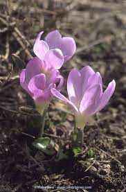 Pin On Plant Varieties