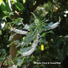 Image result for Lannea virgata