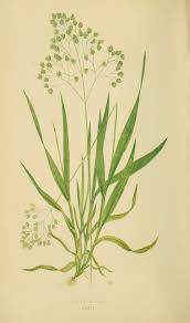 Image result for Briza minor