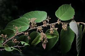 Image result for Guazuma