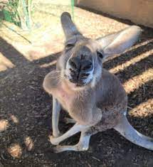 This South Carolina Hidden Gems Road Trip Will Take You To 10 Little Known Spots In The State In 2021 South Carolina City Zoo Trip
