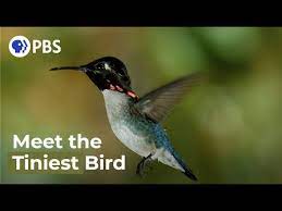 Birds are some of the most amazing type of animals in the world. Meet The Smallest Bird On Earth Youtube