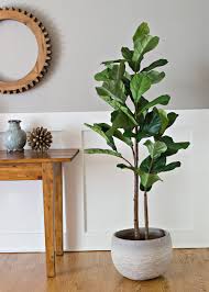Garden deluxe fiddle leaf artificial tree. Bergen County Decorator Favorite Faux Fiddle Leaf