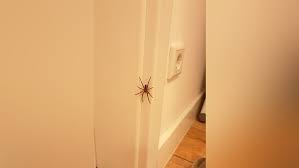 Image result for spinne biss haut reaktion