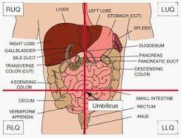 Internal organs of the ruq the rightupper quadrant contains all or part of the following internal organs: Pin On School Nurse Life