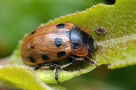 Image result for Ochna leptoclada