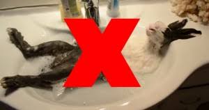 cleaning a rabbit bunny approved