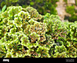 Image result for Selaginella mittenii
