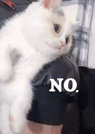 Cat Massage Funny Gifs Gifvif Cat Massage Funny Cat Memes Cats