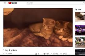 For my birthday i had a zoom reading of the 2019 hit movie musical cats and it was the absolute highlight of my life 1/2pic.twitter.com/6qv3vo1lrn. Don T Fuck With Cats Netflix Review Stream It Or Skip It