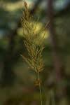 Image result for Danthoniopsis dinteri