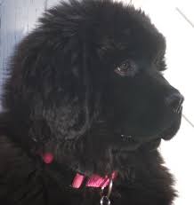 Black And White Great Pyrenees Dog Newf Great Pyrenees Are The Best Newfoundland Dog Dog Love Beautiful Dogs