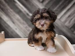 Havanese puppies for sale from proven dog breeders. Havanese Dog Male Chocolate 2779971 Petland Racine Wi