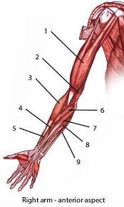 There are four muscles in you upper arm, which is delimited by your shoulder joint and your elbow joint. Muscle Anatomy Physiology Health Fitness Training Muscle Bone Arm Muscle Anatomy Human Anatomy And Physiology Arm Anatomy