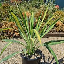 Image result for Beschorneria yuccoides