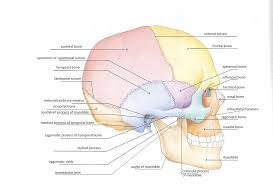 The long bones are those that are longer than they are wide. Skeletal System Diagrams